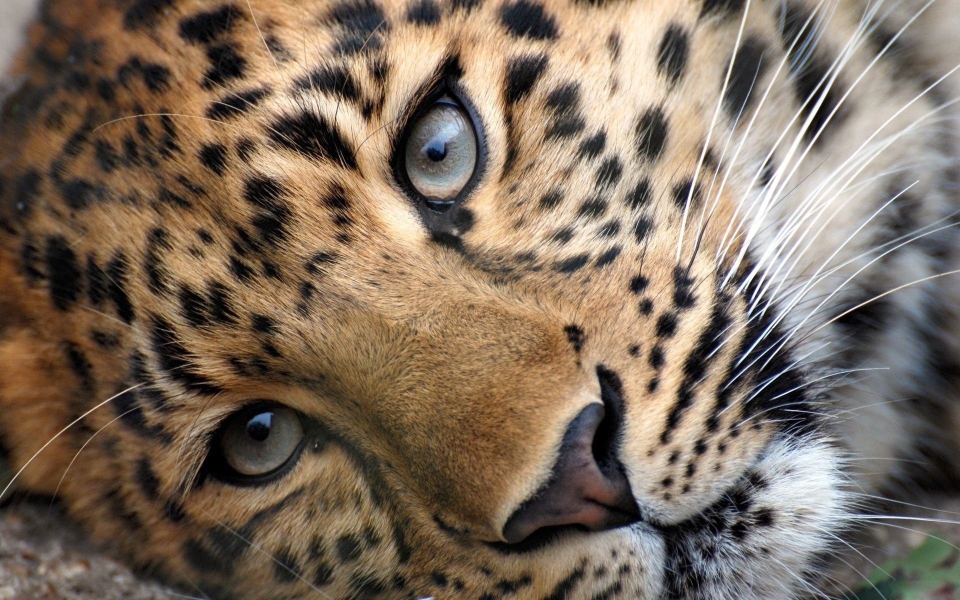 10 Top Cute Wild Animal Wallpaper FULL HD 1080p For PC Background