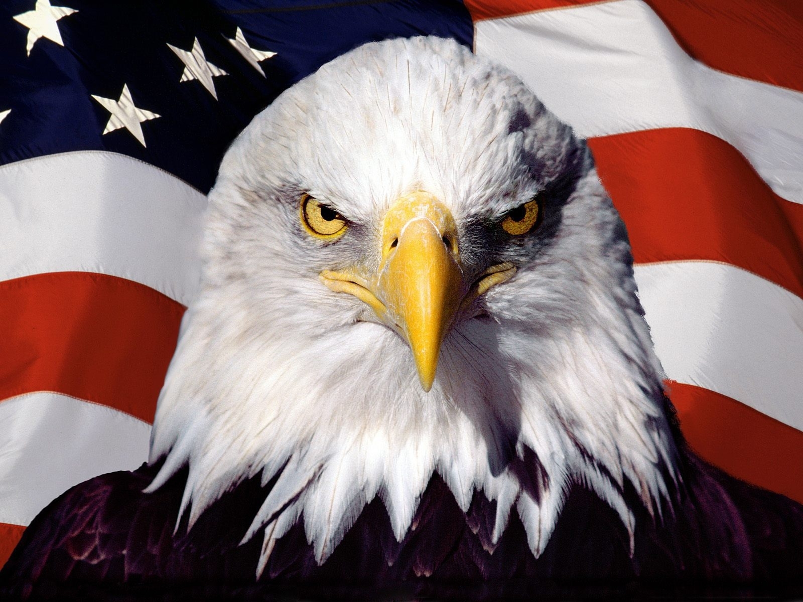 eagle on the background of the american flag wallpapers and images