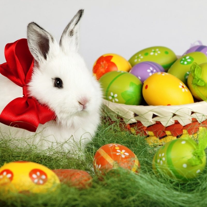 10 Top Free Easter Wallpaper For Computers FULL HD 1920×1080 For PC Background 2023 free download easter bunny desktop wallpaper free 6931815 800x800