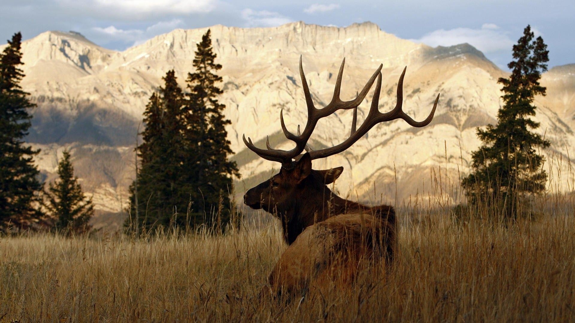 10 Top Rocky Mountain Elk Wallpaper FULL HD 1920×1080 For PC Background