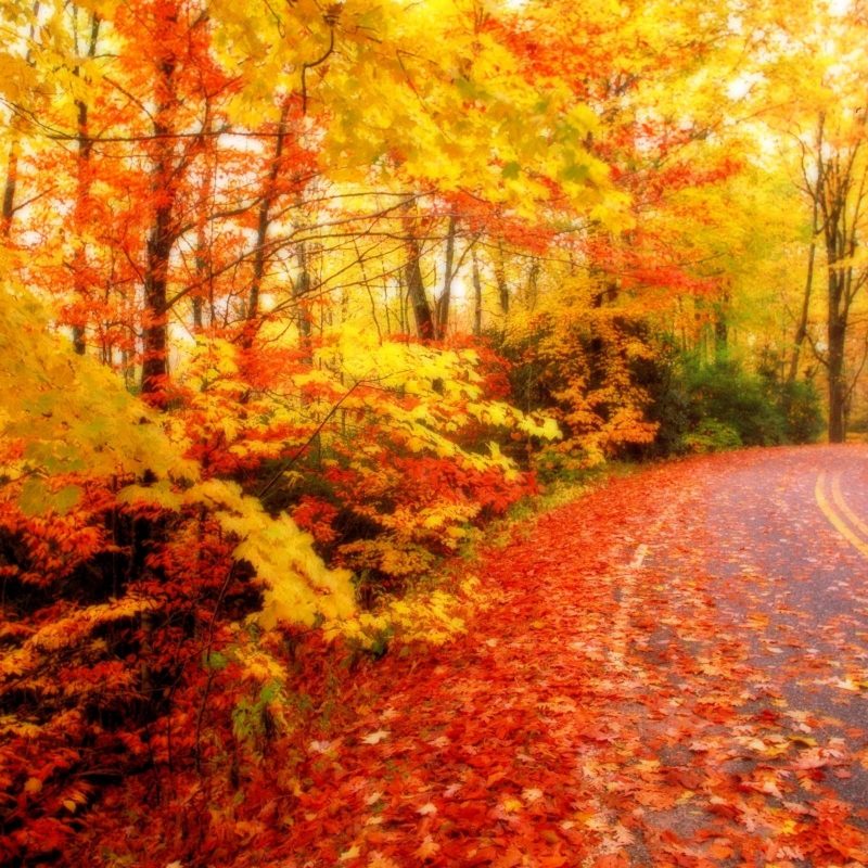 10 Best Fall Leaves Computer Wallpaper FULL HD 1080p For PC Desktop 2023 free download fall foliage wallpaper for desktop epic car wallpapers pinterest 800x800