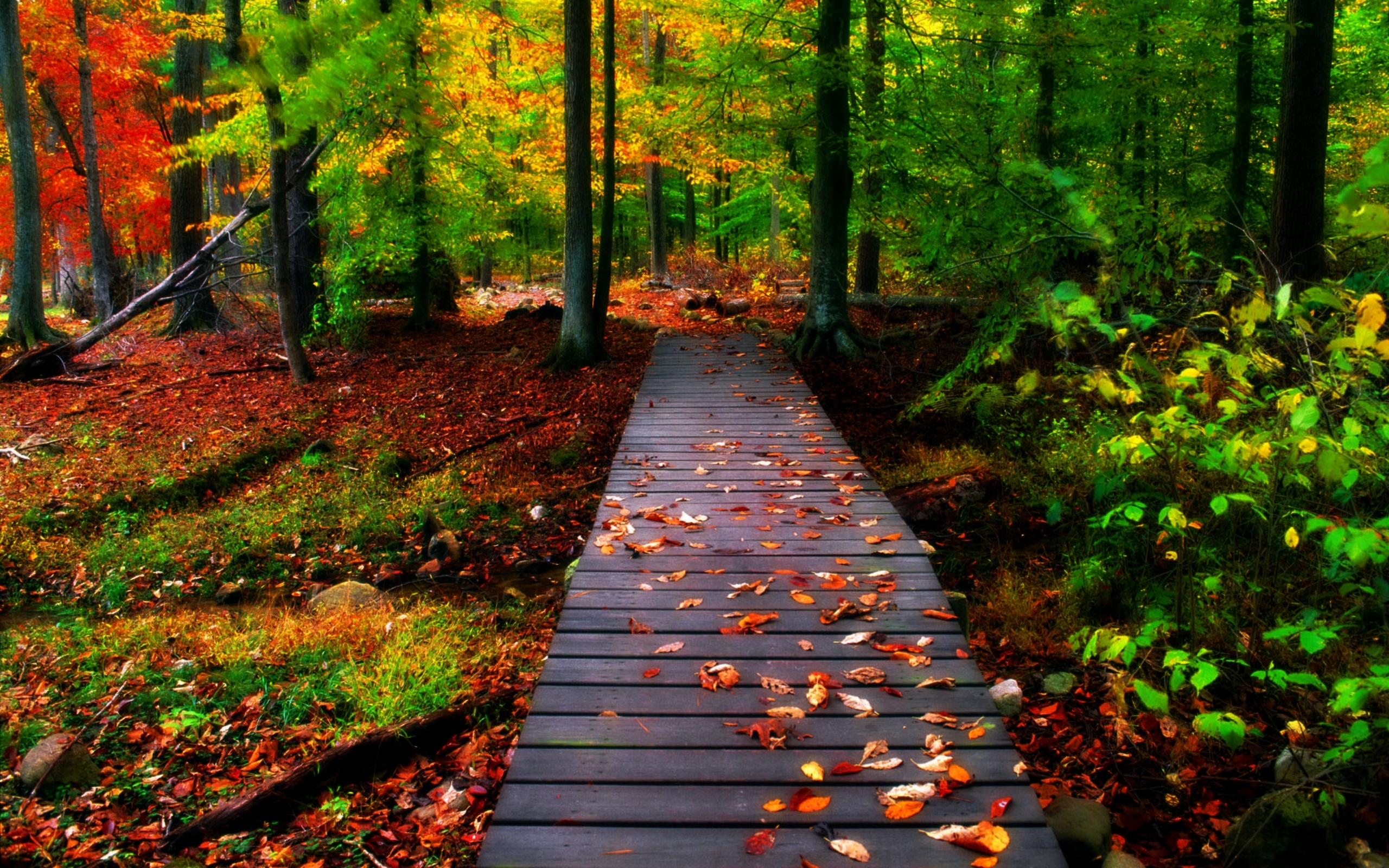 Natural fall. Осень. Тропинка в осеннем лесу. Дорожка в осеннем лесу. Обои осень.