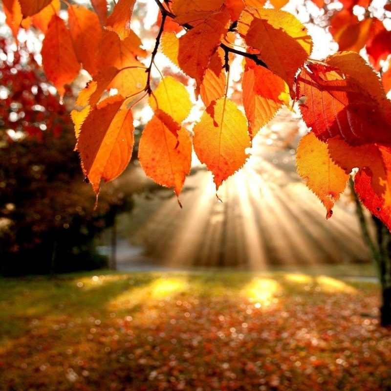 10 Best Fall Leaves Computer Wallpaper FULL HD 1080p For PC Desktop 2022 free download fall foliage wallpapers for desktop wallpaper cave 1 800x800