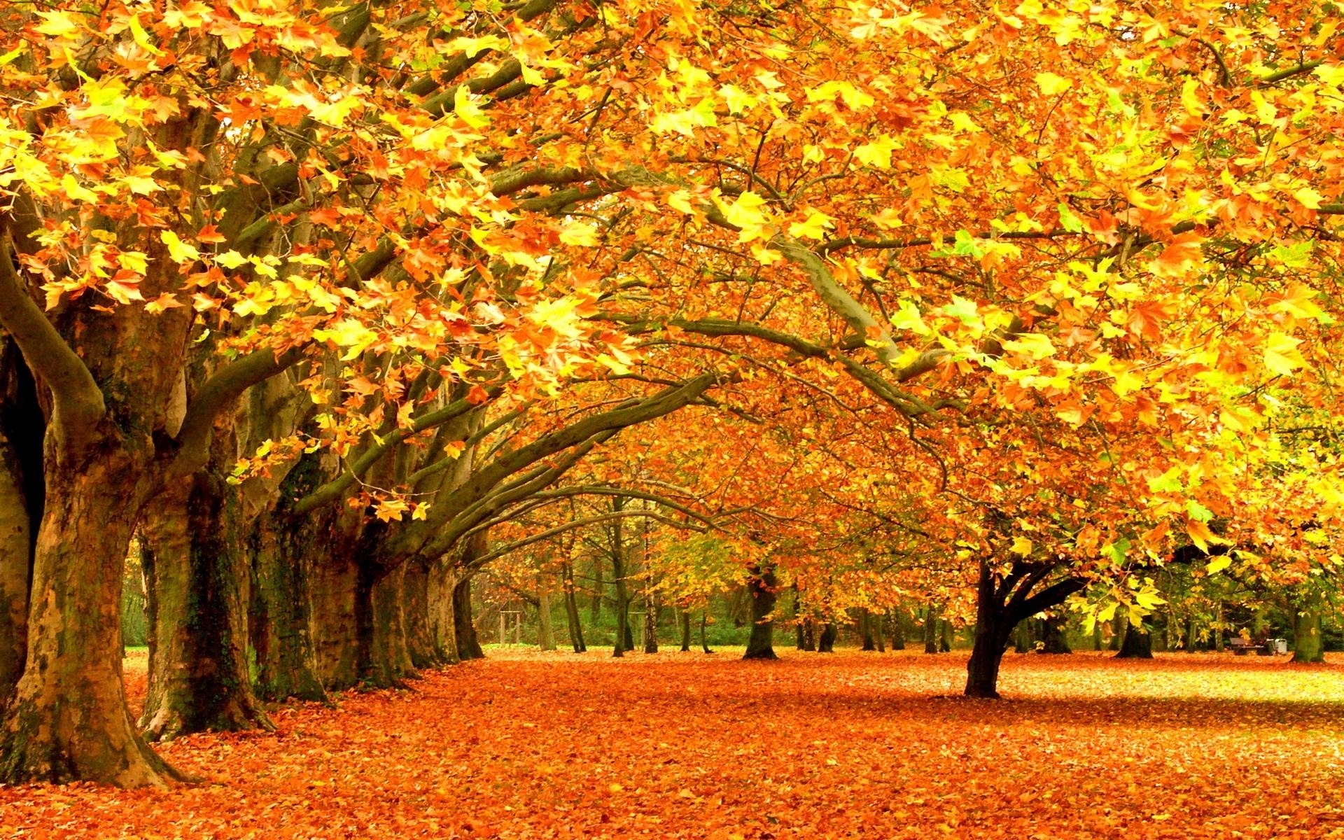10 Most Popular Fall Foliage Desktop Wallpaper FULL HD 1080p For PC Desktop