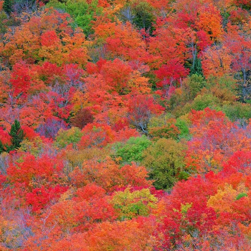 10 Latest Fall Colors Hd Wallpaper FULL HD 1080p For PC Background 2022 free download fall foliage wallpapers for desktop wallpaper cave 800x800