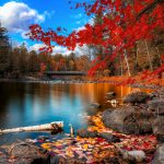 fall foliage wallpapers | wallpapers hd