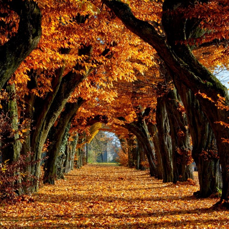 10 Best Free Autumn Wallpaper For Computer FULL HD 1920×1080 For PC Desktop 2022 free download fall forest path wallpaper google search nature pinterest 800x800