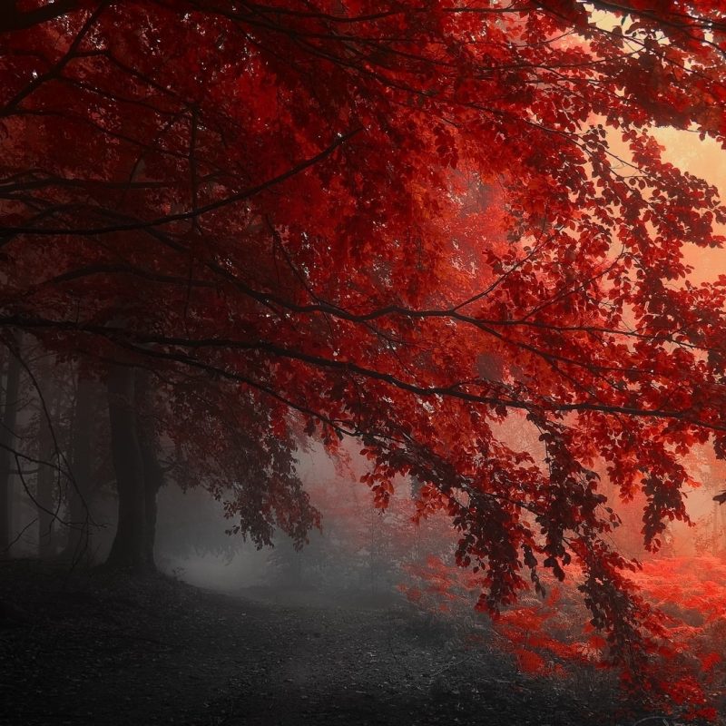 10 New Red Nature Wallpaper Hd FULL HD 1920×1080 For PC Desktop 2024 free download fall mist red nature wallpapers hd desktop and mobile backgrounds 800x800