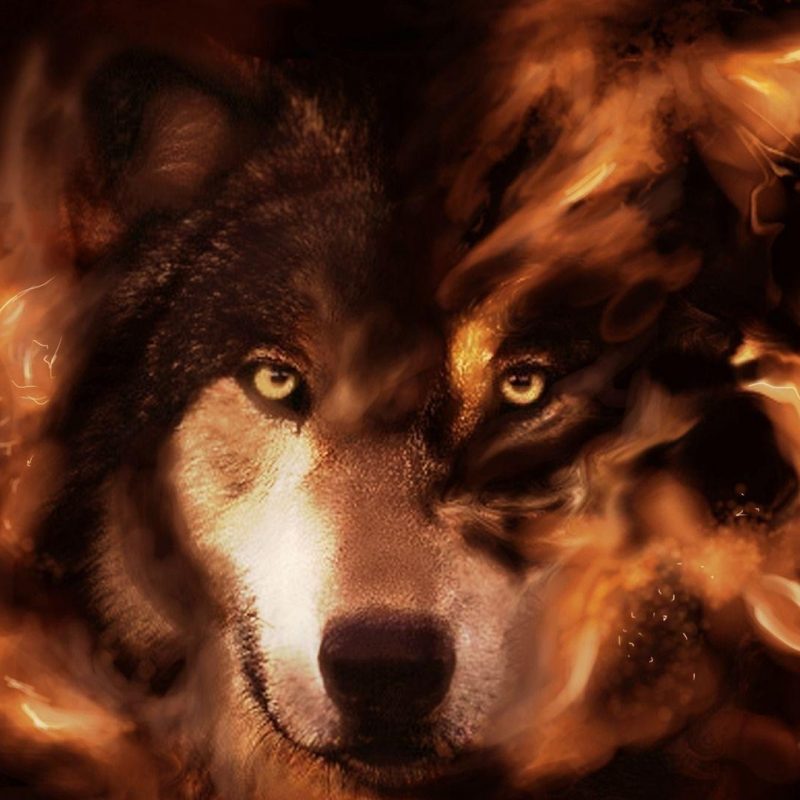 10 Latest Fantasy Wolf Wallpaper Hd FULL HD 1920×1080 For PC Desktop 2022 free download fantasy wolf wallpapers wallpaper cave 800x800