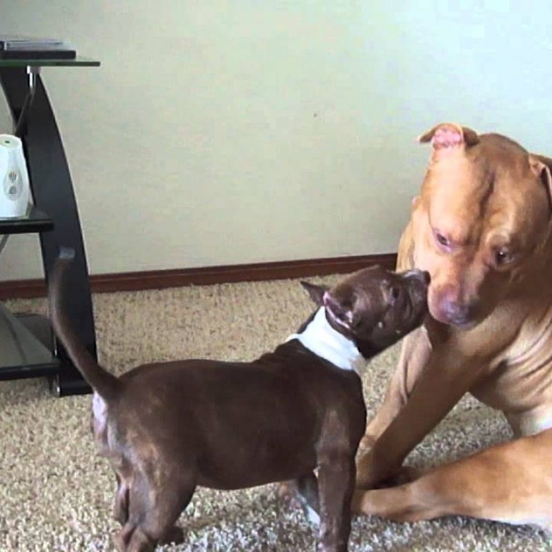 10 New Pictures Of Red Nose Pitbulls Female FULL HD 1080p For PC Desktop 2022 free download female pitbull puppy owning big rednose pit youtube 800x800