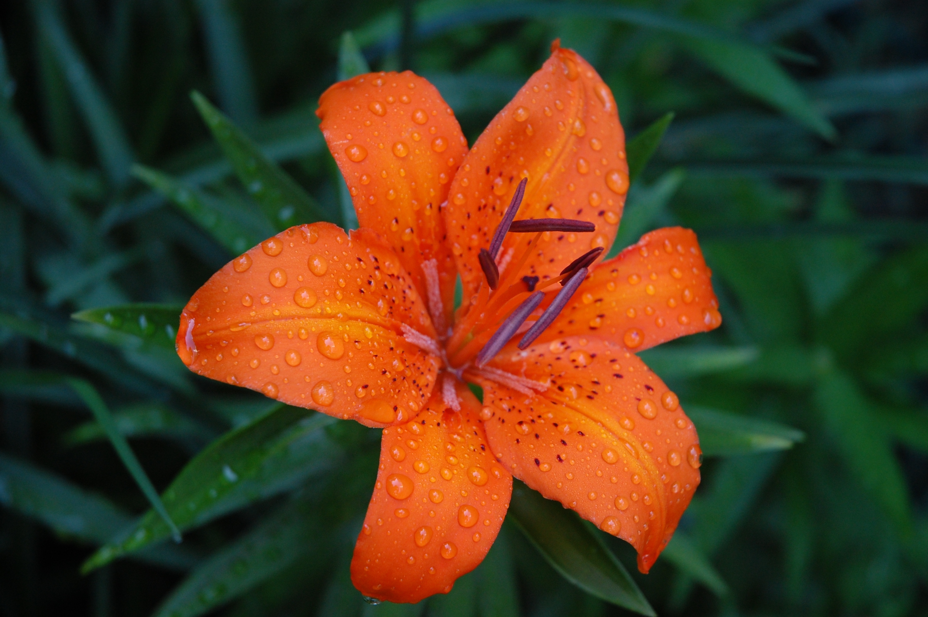 10 Latest Show Me A Picture Of A Tiger Lily FULL HD 1920×1080 For PC Background
