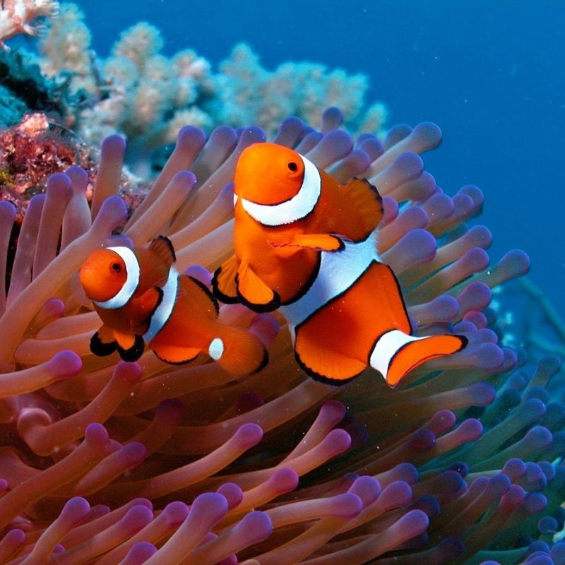10 Top Sea Life Wallpaper Desktop FULL HD 1080p For PC Background 2022 free download fishes fish water ocean underwater fishes sea sealife pond 800x800