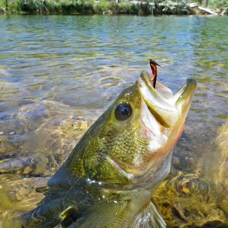 10 New Fly Fishing Iphone Wallpaper FULL HD 1920×1080 For PC Background 2023 free download fishing wallpapers for iphone impremedia 800x800
