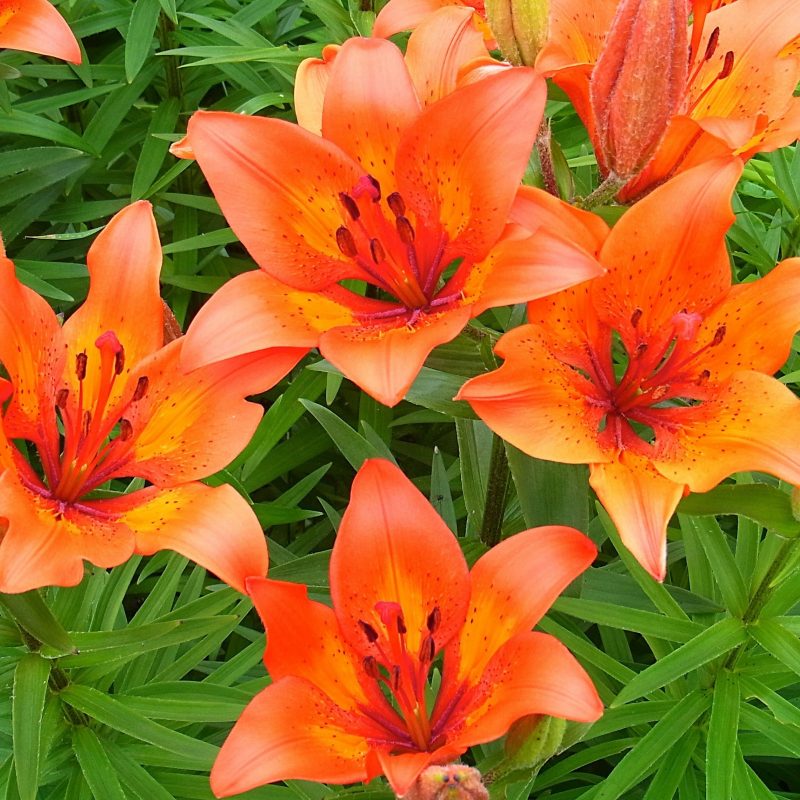 10 Most Popular Pictures Of Tiger Lilies FULL HD 1080p For PC Desktop 2022 free download flowers nature flowers tiger lilies garden orange beautiful flower 800x800