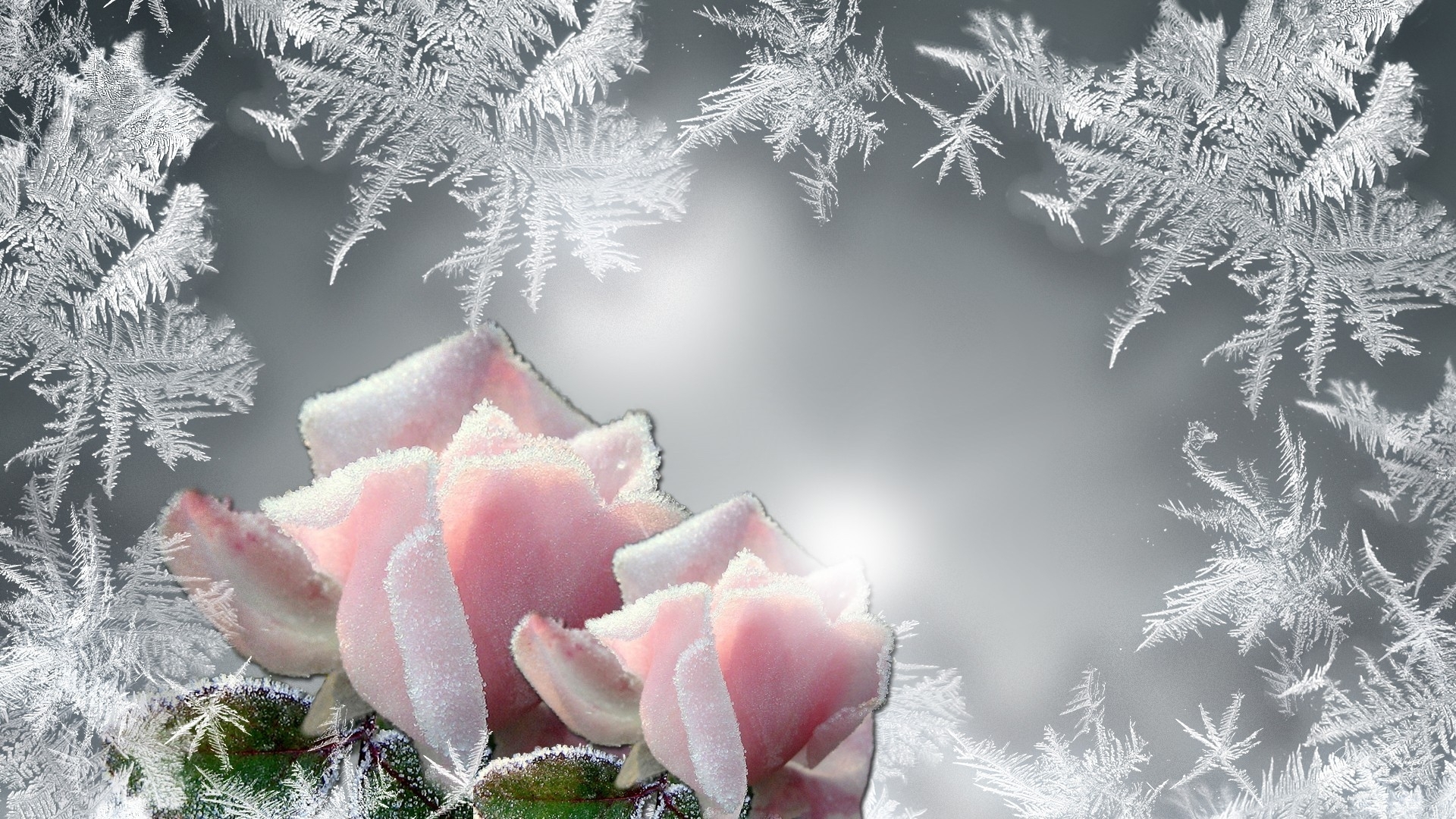 Зимняя открытка картинки. Зимние цветы. Цветы зимой. Красивые зимние цветы. Цветы на фоне снега.