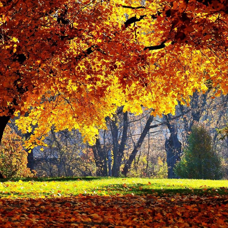 10 Best Fall Wallpapers For Desktop FULL HD 1080p For PC Background 2024 free download free autumn desktop wallpaper backgrounds wallpaper cave 10 800x800