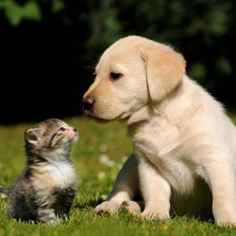 10 Most Popular Dog And Cat Wallpaper FULL HD 1080p For PC Background 2023 free download free cute dog and cat wallpaper hd dogs and cats pinterest cat 800x800