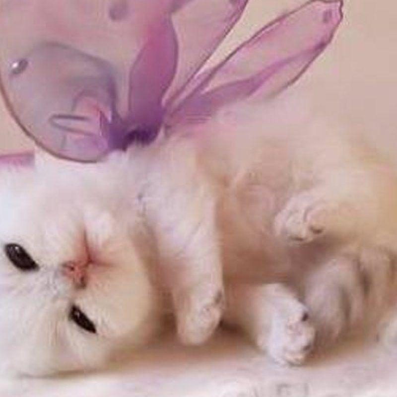 10 Most Popular Cute Kitten Pictures Free FULL HD 1920×1080 For PC Background 2022 free download free cute kitten wallpapers wallpaper cave 3 800x800