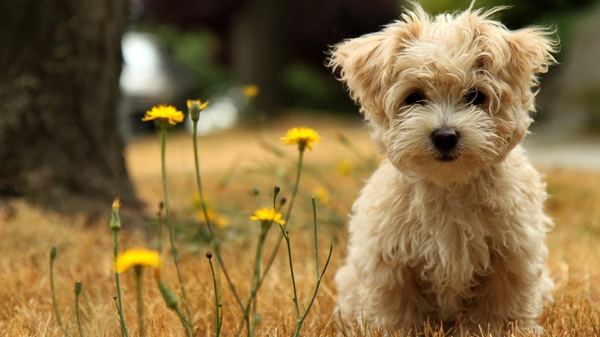 10 New Cute Animal Wallpaper Hd FULL HD 1920×1080 For PC Background