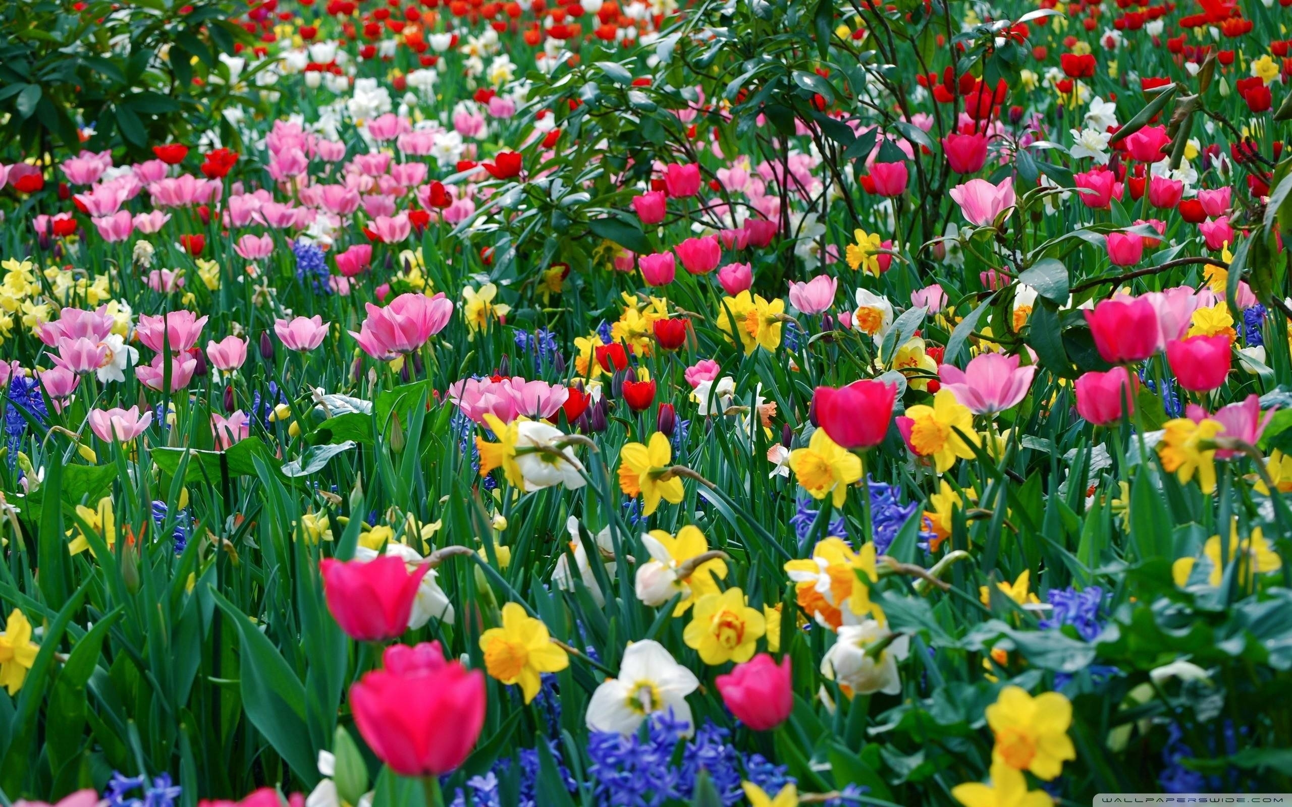 10 New Free Spring Flower Wallpaper FULL HD 1920×1080 For PC Desktop