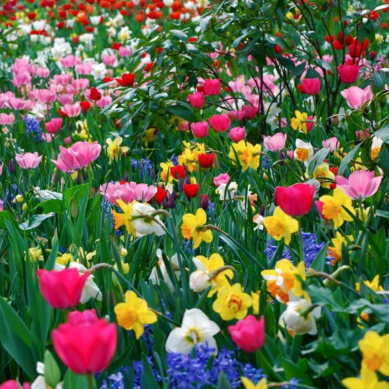 10 Top Free Wallpaper For Spring FULL HD 1080p For PC Desktop 2022 free download free desktop wallpapers spring flowers wallpaper cave 800x800