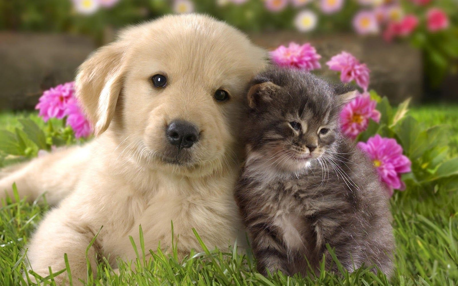 10 Latest Cute Dog And Cat Wallpaper FULL HD 1920×1080 For PC Background