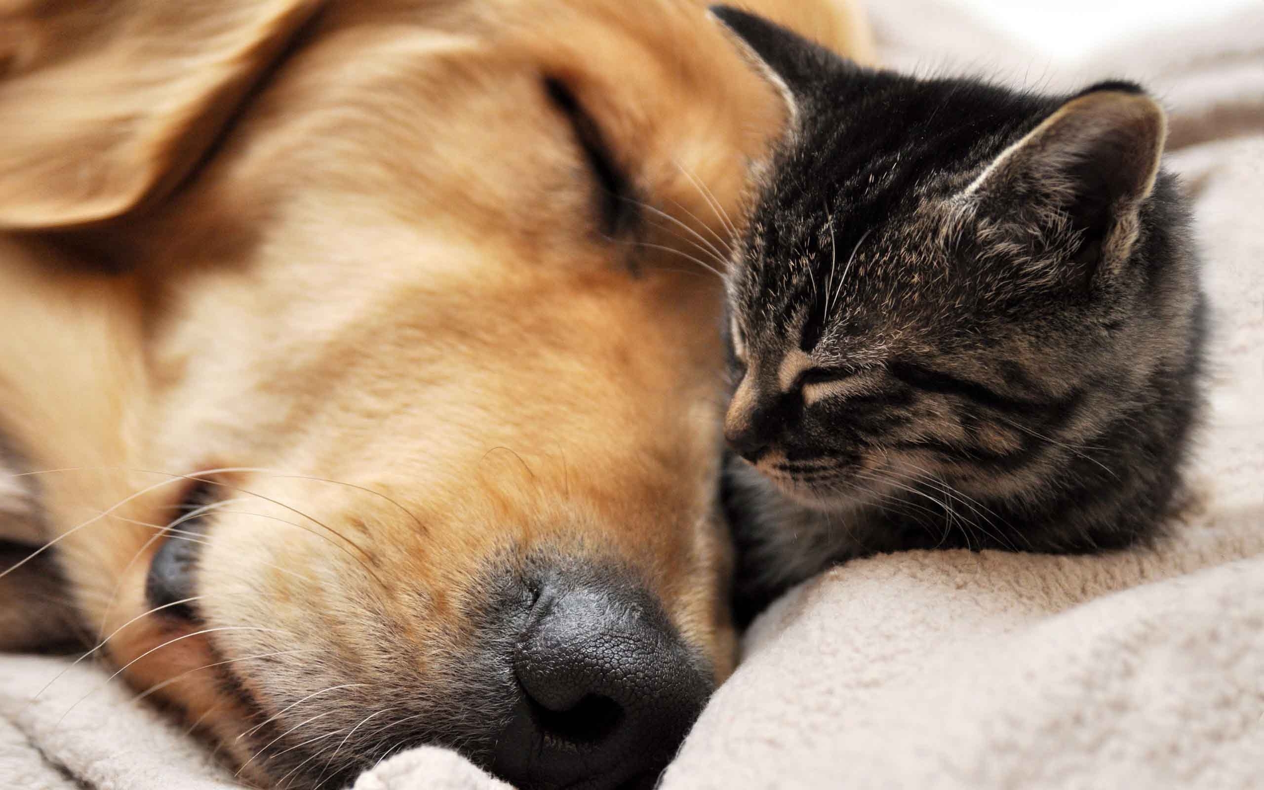 10 Most Popular Dog And Cat Wallpaper FULL HD 1080p For PC Background 2023