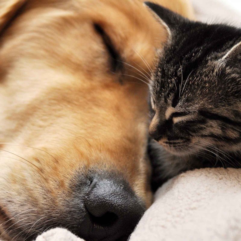 10 Best Dog And Cat Backgrounds FULL HD 1920×1080 For PC Background 2024 free download free dog and cat wallpaper high resolution long wallpapers 800x800
