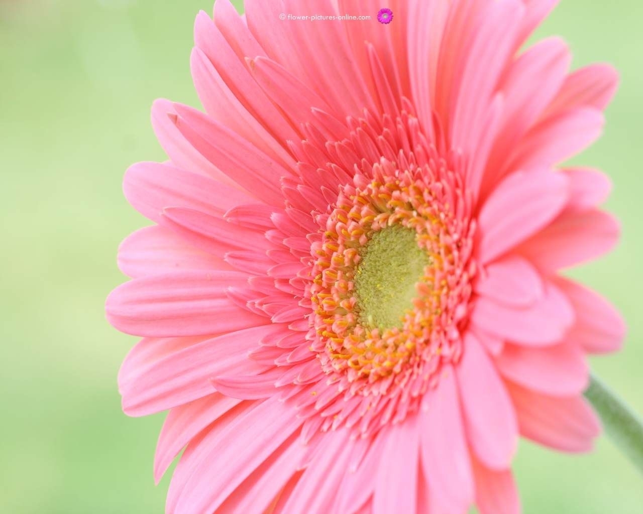 10 New Free Flower Desktop Wallpaper FULL HD 1080p For PC Background