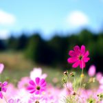 free flowers screensavers for desktop hd images backgrounds