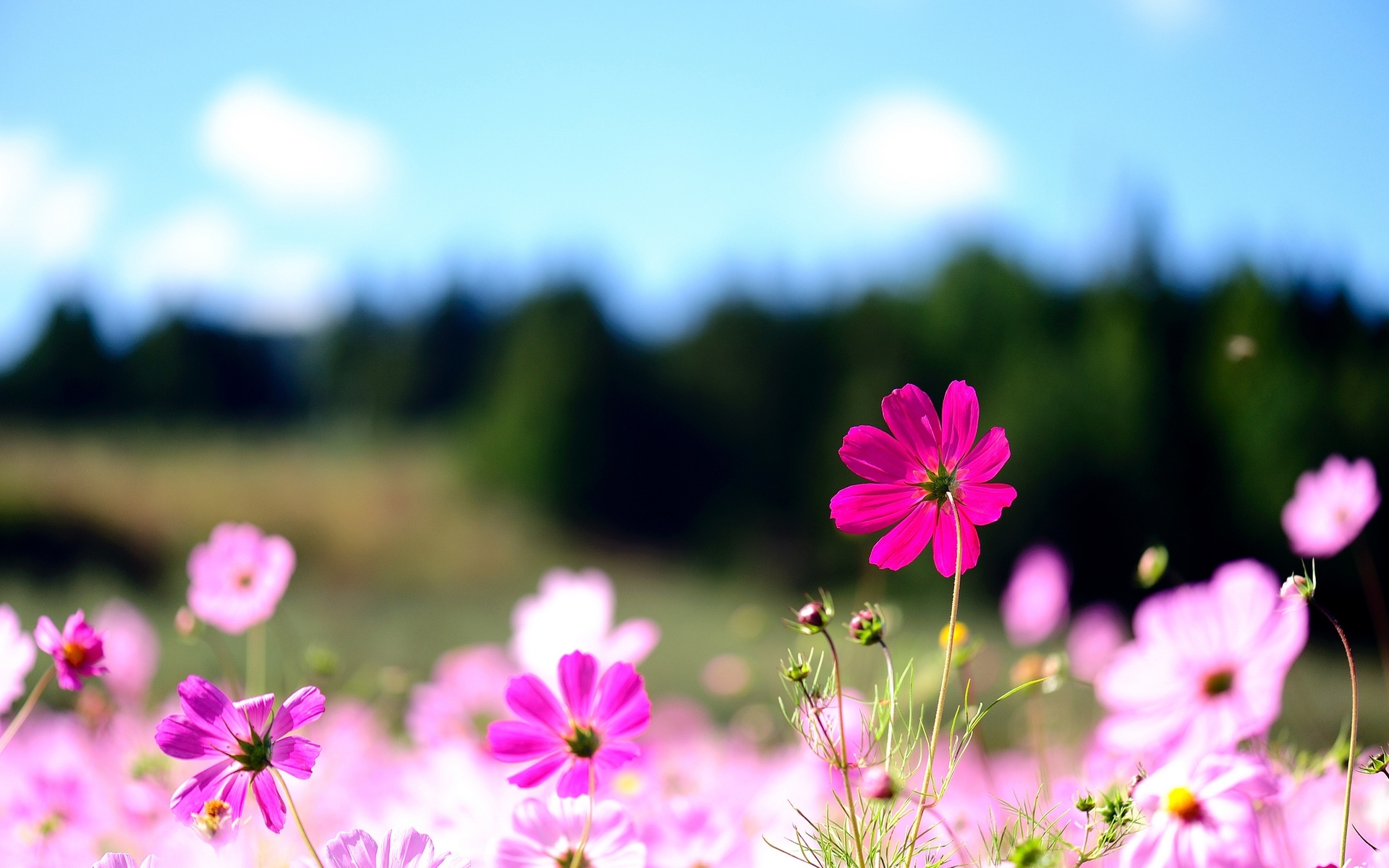 free flowers screensavers for desktop hd images backgrounds