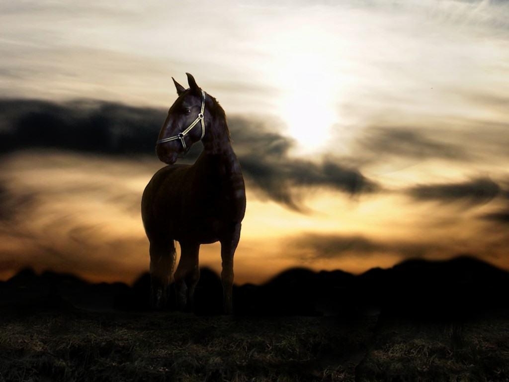 free horse wallpapers for computer - wallpaper cave