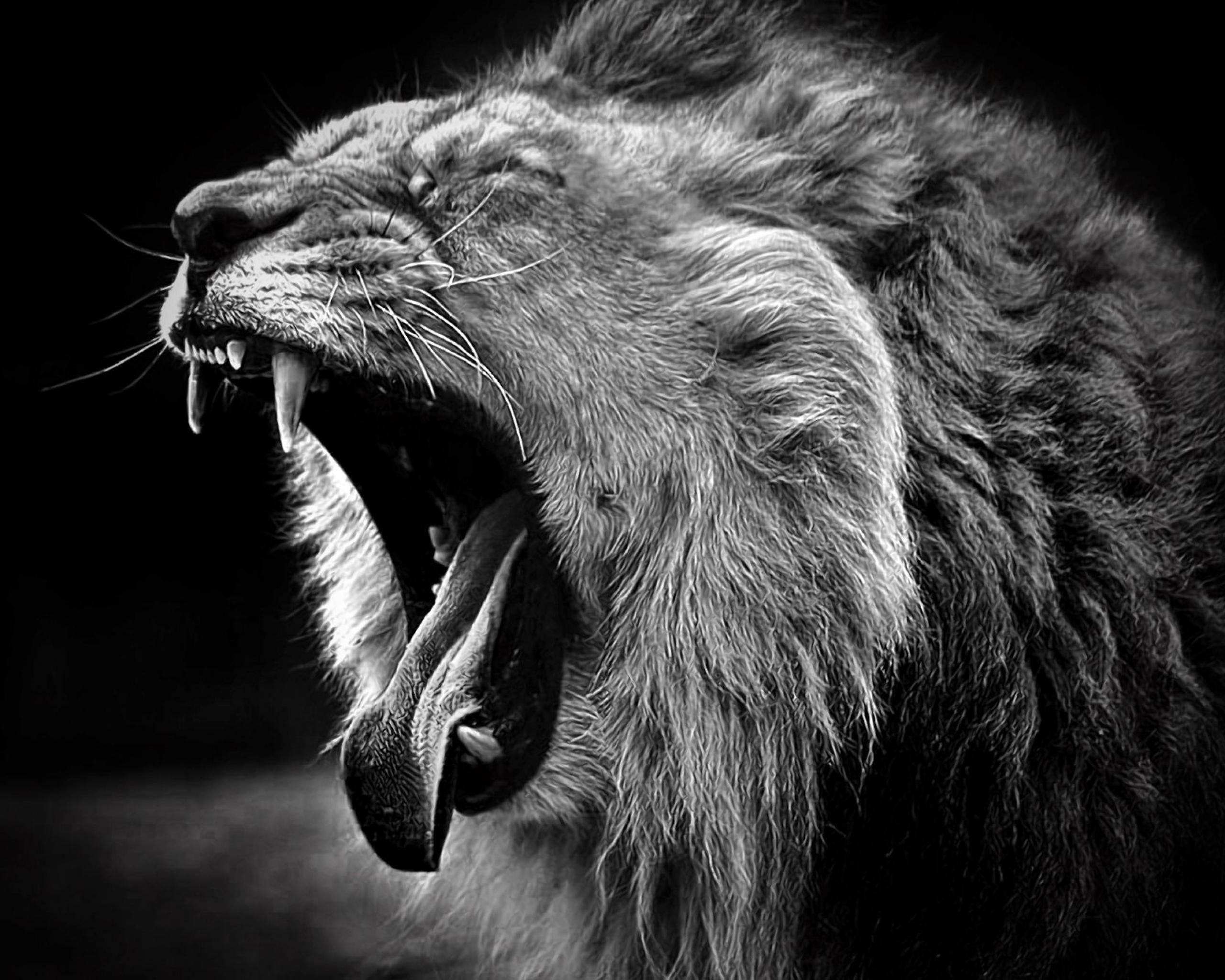 10 Most Popular Angry Lion  Wallpaper  Black  And White FULL 
