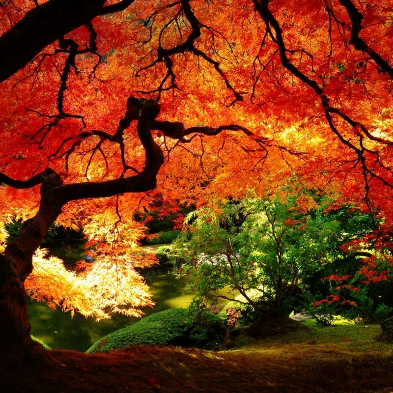 10 New Free Computer Backgrounds For Fall FULL HD 1920×1080 For PC Background 2024 free download free nice desktop wallpapers in high quality 1 800x800