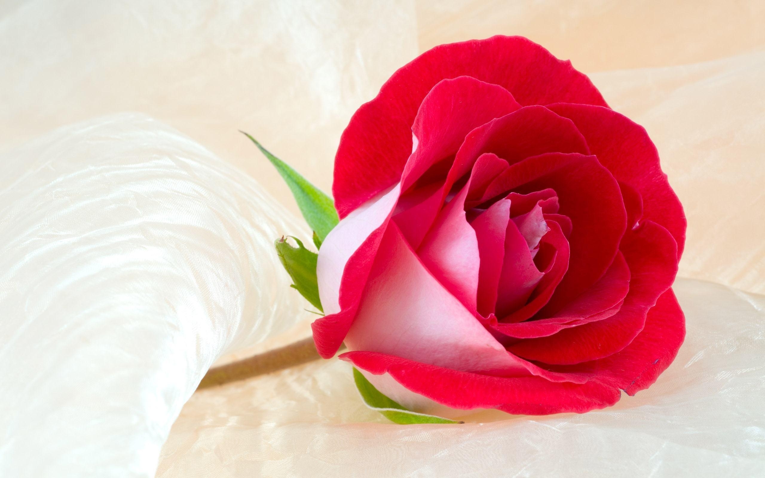10 New Rose Wallpapers Free Download FULL HD 1920×1080 For PC Background