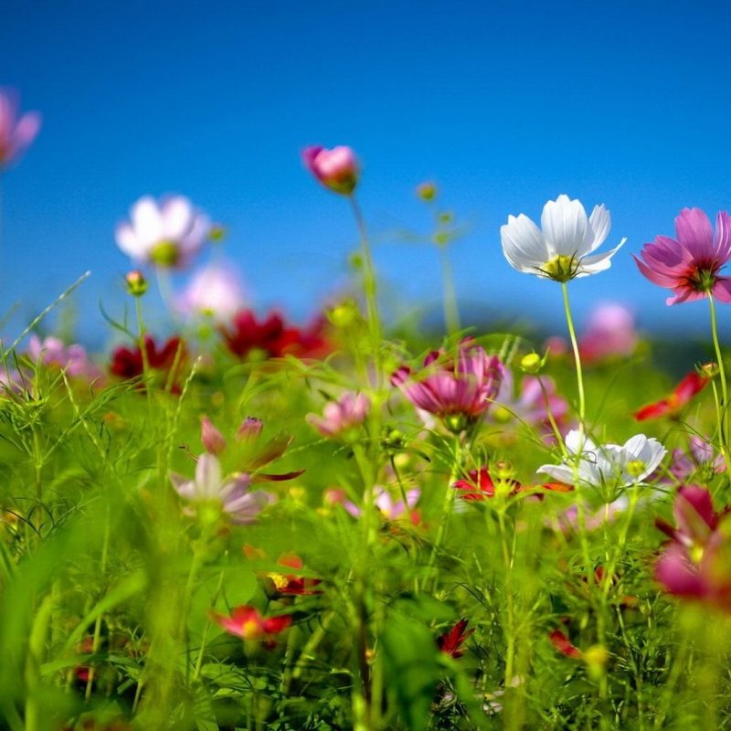 10 Best Free Spring Pictures For Desktop FULL HD 1080p For PC Background 2022 free download free spring desktop wallpaper download free spring wildflowers 800x800