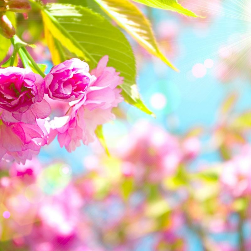 10 Best Free Spring Pictures For Desktop FULL HD 1080p For PC Background 2022 free download free spring desktop wallpaper spring 79 free wallpapers free 800x800