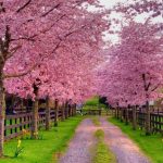 free spring wallpapers and screensavers - wallpaper cave