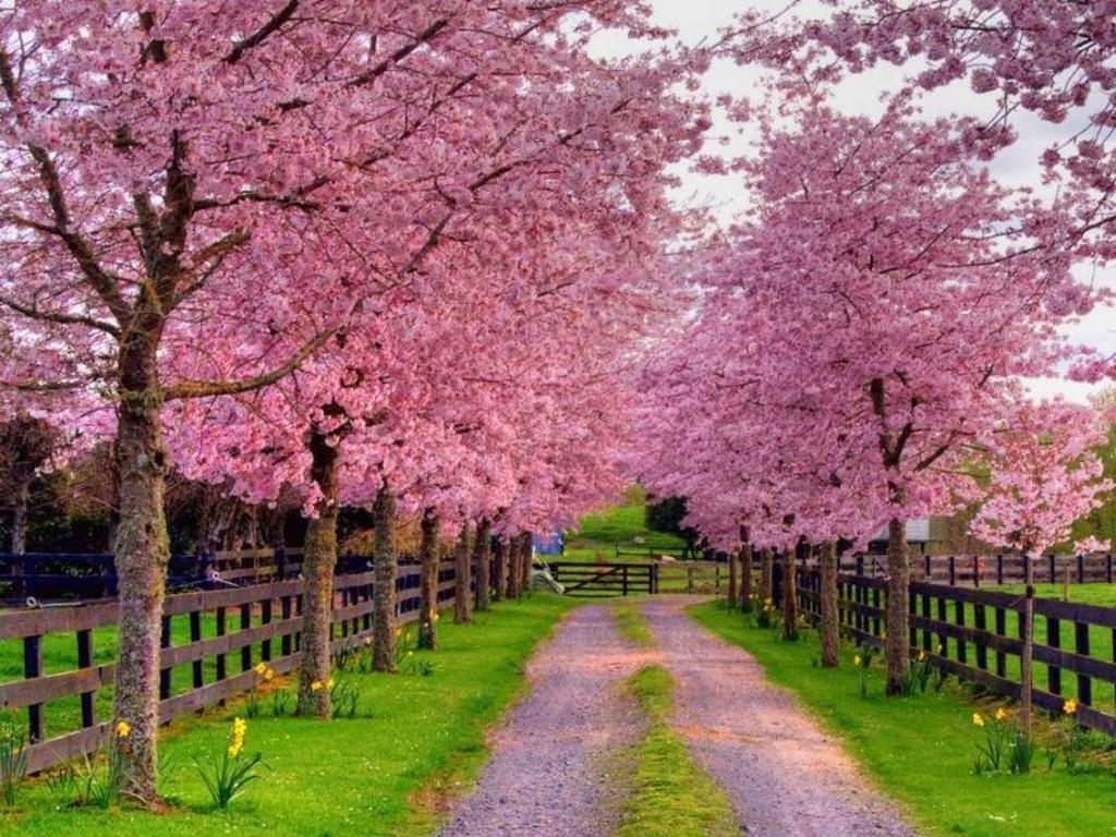 10 Latest Free Spring Screen Savers FULL HD 1080p For PC Background