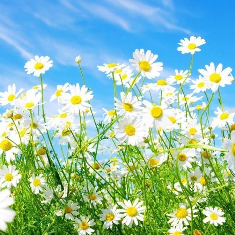 10 Latest Free Spring Screen Savers FULL HD 1080p For PC Background 2023 free download free spring wallpapers and screensavers wallpaper cave 8 800x800