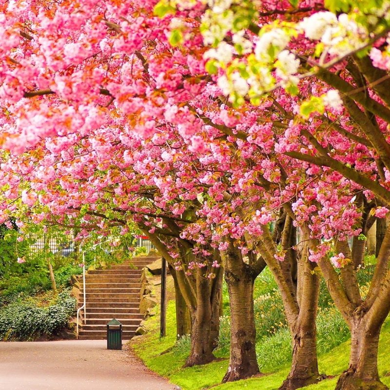 10 Most Popular Spring Wallpaper For Computers FULL HD 1080p For PC Desktop 2023 free download free spring wallpapers for desktop hddesktopwallpaper 800x800