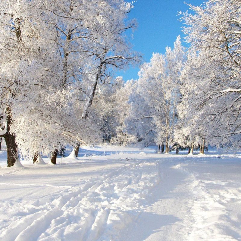 10 New Free Winter Wallpapers And Screensavers FULL HD 1920×1080 For PC Background 2022 free download free winter backgrounds wallpapers wallpaper cave 1 800x800