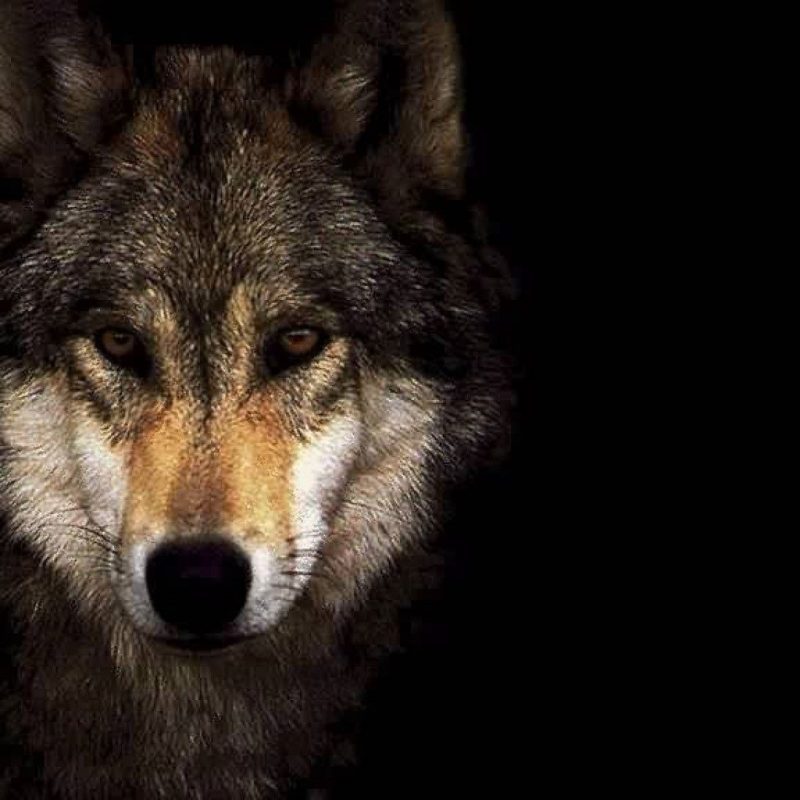 10 Most Popular Cool Wolf Wallpaper Hd FULL HD 1080p For PC Desktop 2024 free download free wolf wallpapers high quality long wallpapers 800x800
