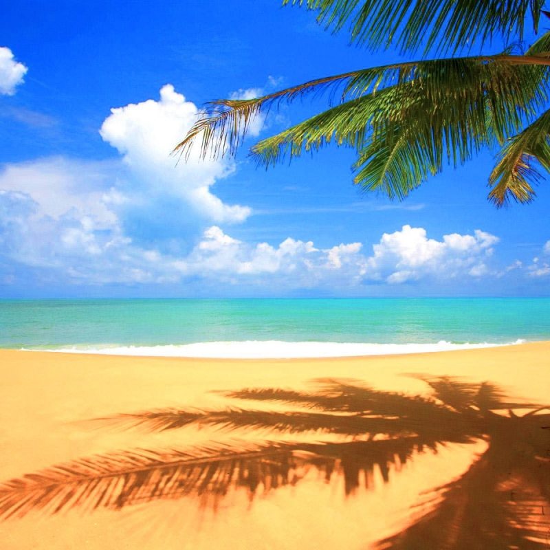 10 Most Popular Beach And Palm Trees Background FULL HD 1920×1080 For PC Desktop 2023 free download %name
