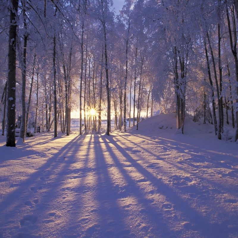 10 New Free Winter Wallpapers And Screensavers FULL HD 1920×1080 For PC Background 2022 free download frozen forest winter wallpaper pc wallpaper wallpaperlepi 1 800x800