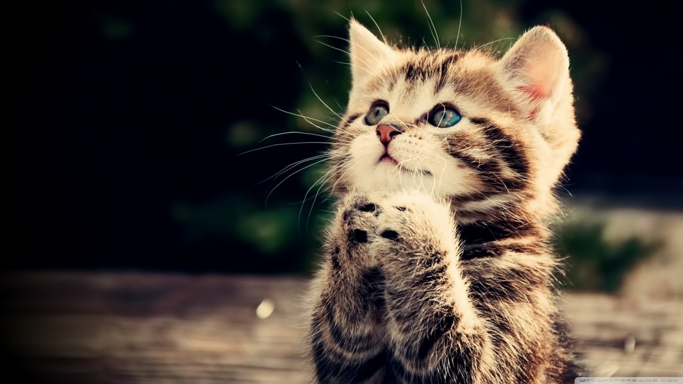 10 Top Cute Cat Wallpapers Hd FULL HD 1920×1080 For PC Background