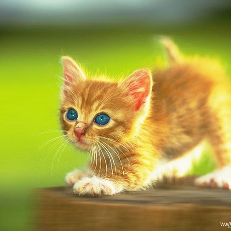 10 Best Cute Kittens Wallpapers For Desktop FULL HD 1080p For PC Desktop 2023 free download funny kittens wallpapers wallpaper cave 800x800