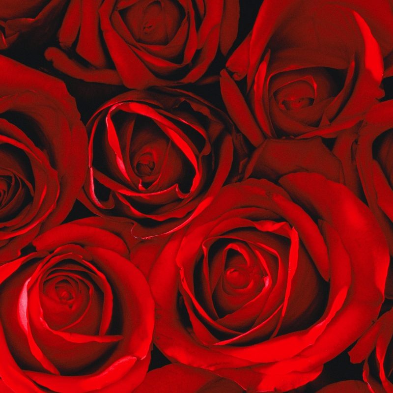 10 Most Popular Red Rose Background Tumblr FULL HD 1080p For PC Desktop 2022 free download gaeroladid white and red roses tumblr images 800x800