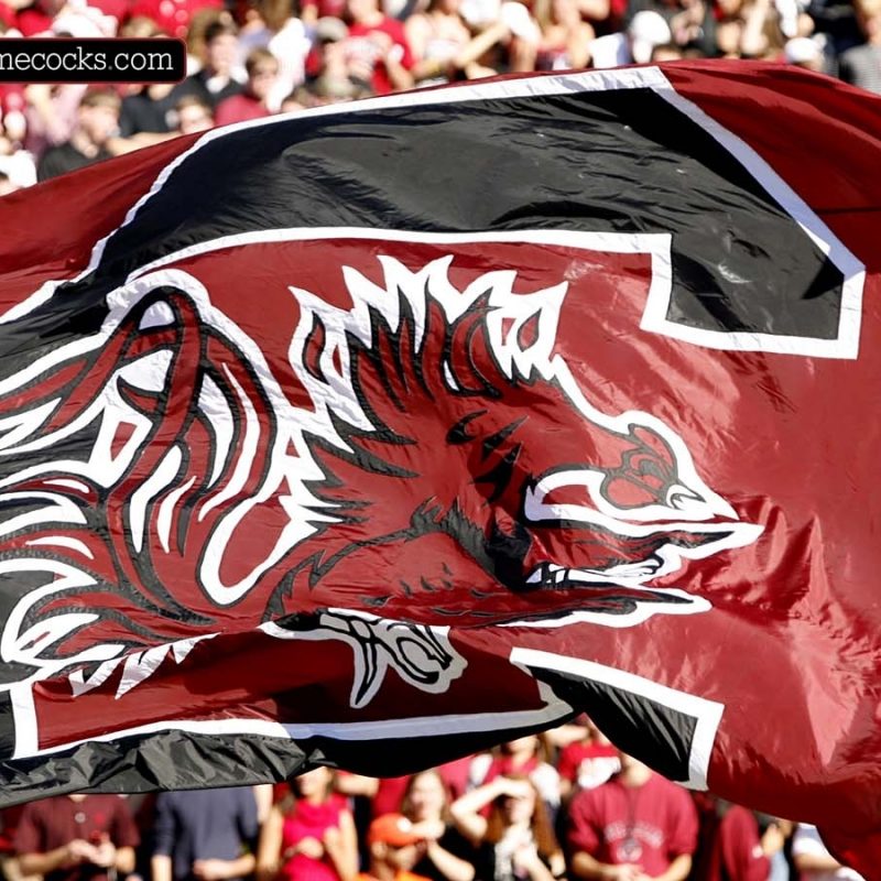 10 Top University Of South Carolina Wallpaper FULL HD 1080p For PC Background 2022 free download gamecocks wallpapers group 52 1 800x800