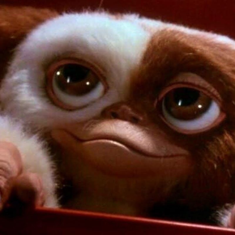 10 Latest Pictures Of Gizmo From Gremlins FULL HD 1080p For PC Background 2023 free download gizmo gremlins ive wanted one of these ever since i was little 800x800